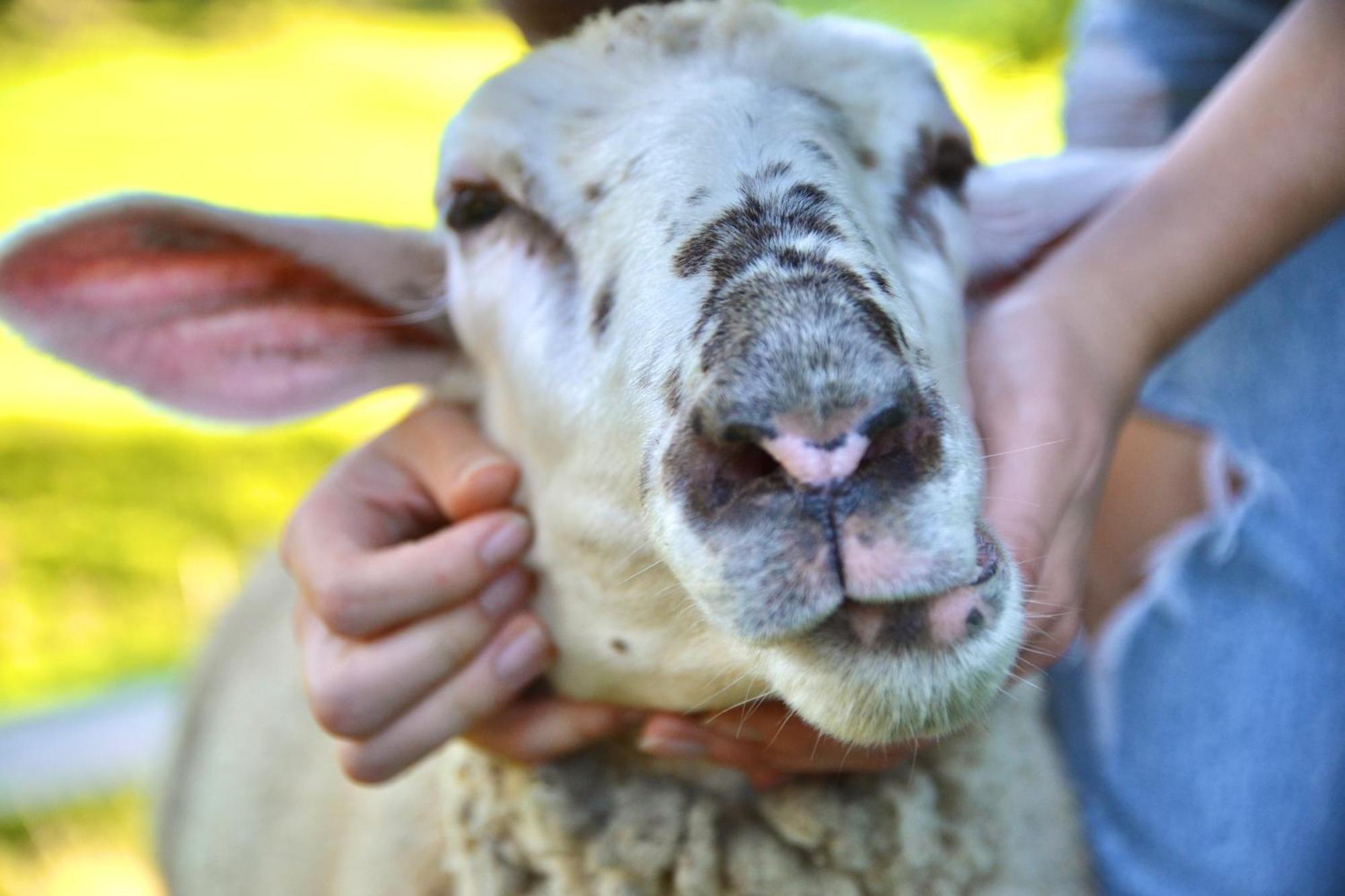 Ferienstadl - Hammerau Goestling an der Ybbs Luaran gambar